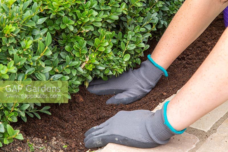 Woman firming down mulch with hands. 