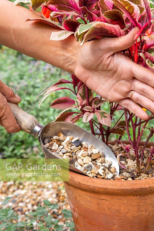 Woman adding mulch of gravel to variegated Fuchsia to prevent drying out. 