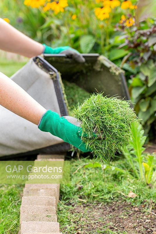 Woman spreading grass cuttings around plants in border as mulch. 
