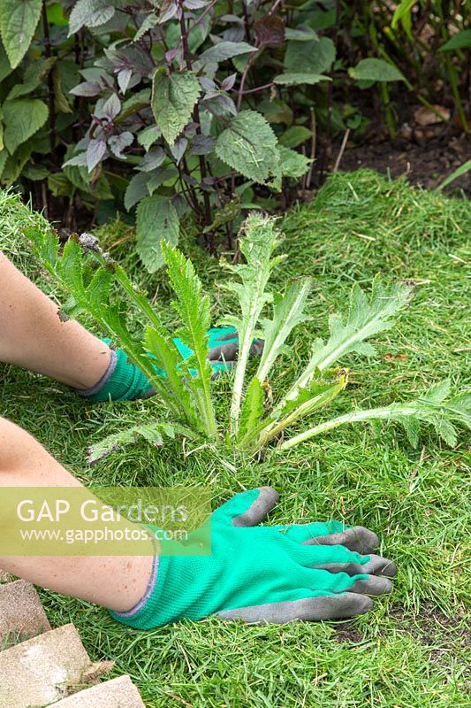 Woman spreading grass cuttings around a Papaver orientale - Oriental poppy - after flowering. 