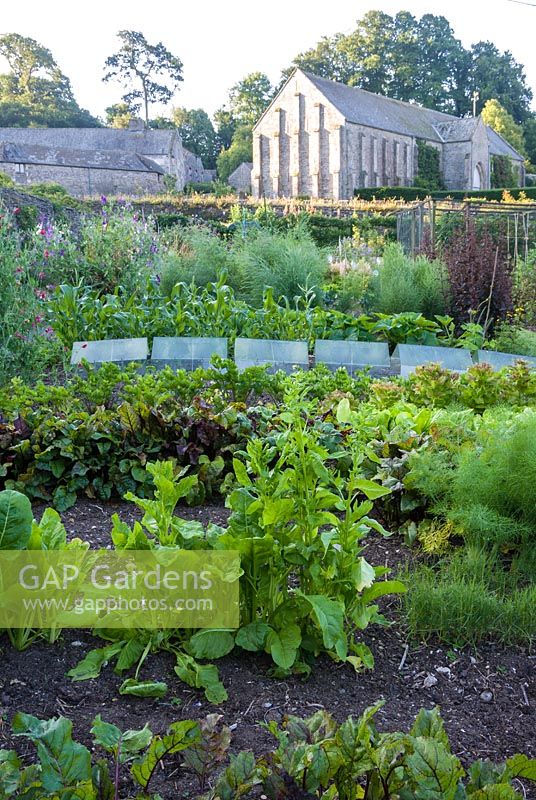 Walled kitchen garden with rows of vegetables, rows of cloches and bolted vegetable plants

