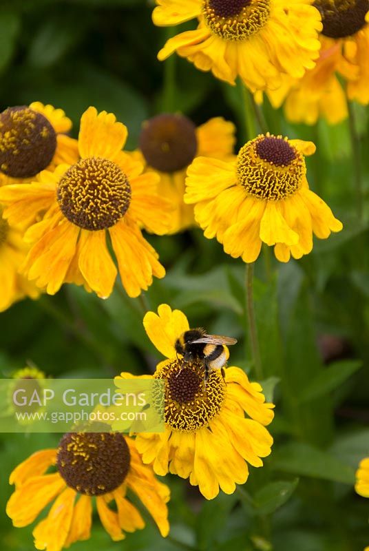 Helenium 'Wyndley' in flower visted by a bee