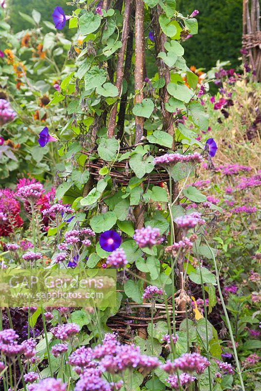 Blue-themed bed with Ipomea - morning glory - up hazel support
and Verbena bonariensis  