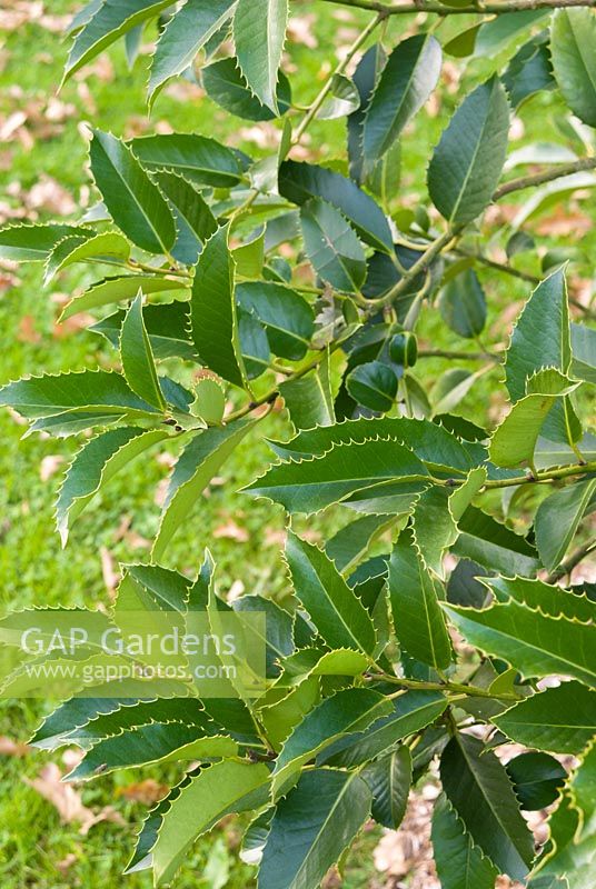 Ilex x koehneana 'Chestnut Leaf' - Holly 'Chestnut Leaf'