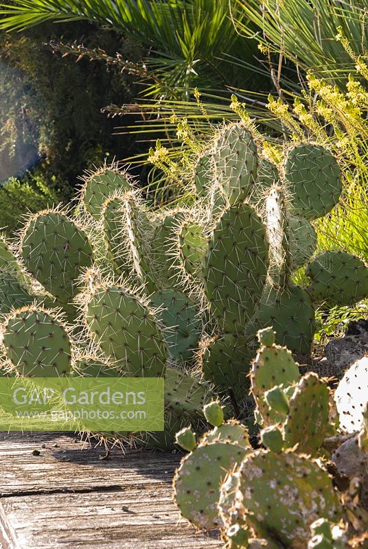Opuntia in the cactus garden surrounded by palms and other sun loving plants. Ventnor Botanic Garden, Ventnor, Isle of Wight, UK. 