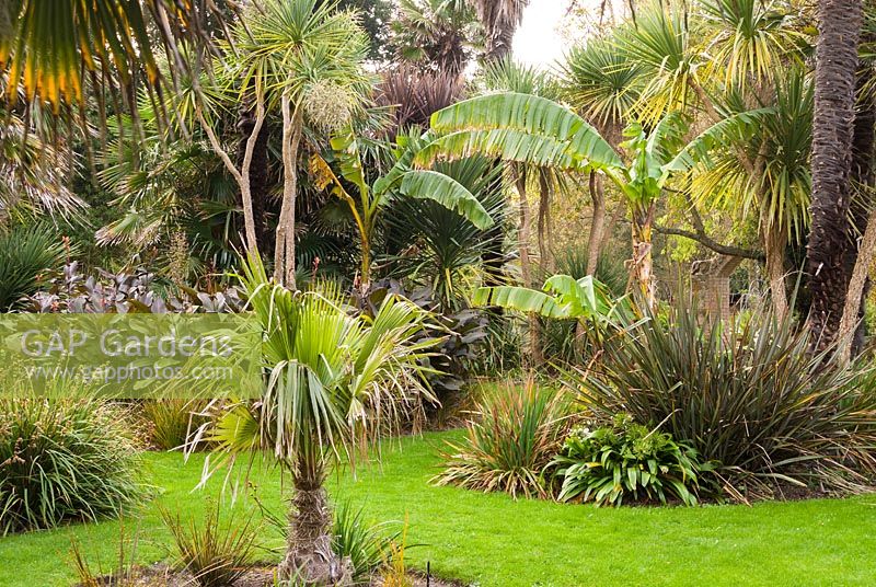 An historic sub-tropical garden featuring Trachycarpus fortunei - chusan palm - 
as well as other palms and Canna, Hedychium - ginger
