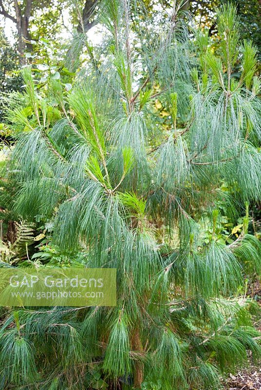 Pinus patula  - Mexican weeping pine
