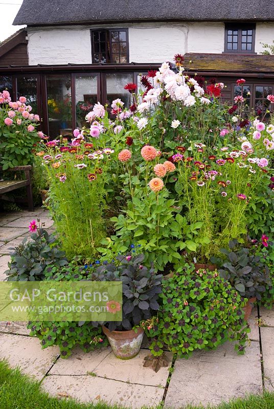 Group of container grown plants including Dahlia, Perilla and Chrysanthemum
 carinatum, displayed together near a house 