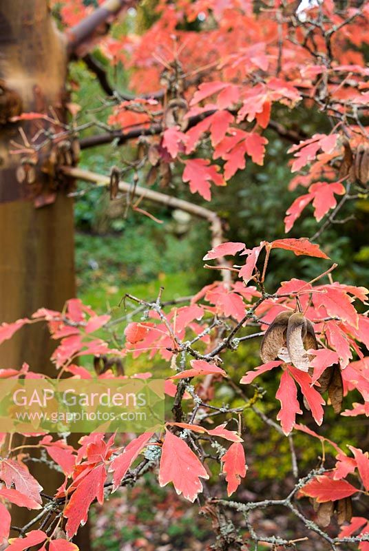 Acer griseum - the paperbark maple
