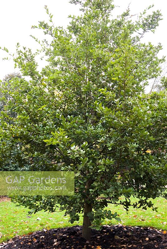 Quercus tomentella - island oak - specimen in grounds

