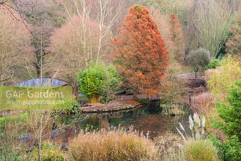 View across pond to rusty-coloured Taxodium distichum - swamp cypress - 
with bamboos, ornamental grasses and woodland beyond 
