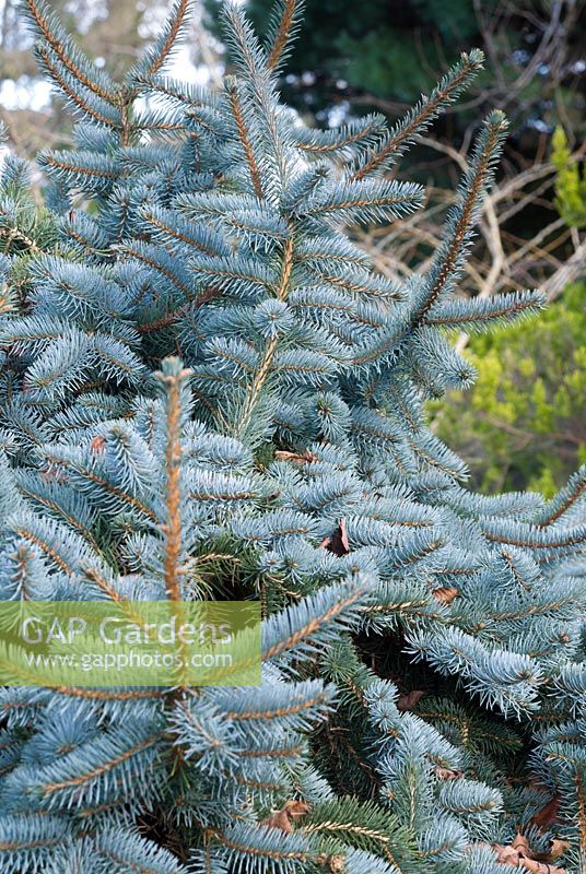 Picea pungens 'Pendula' - Weeping Blue Spruce. 