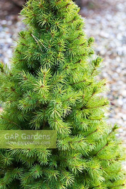 Picea glauca 'J. W. Daisy's White' - Dwarf White Spruce