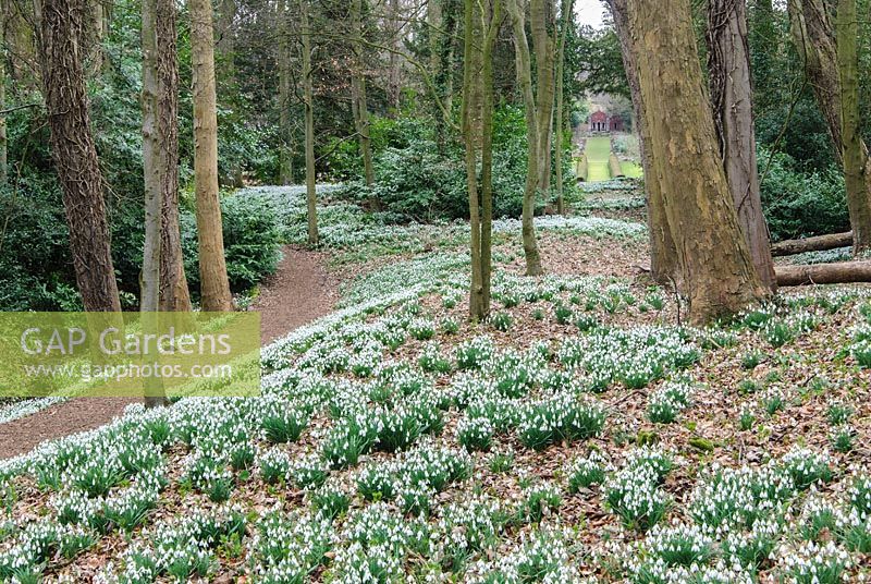View of woodland with mass-planted Galanthus - snowdrops. Painswick Rococo Garden, Painswick, Glos, UK. 