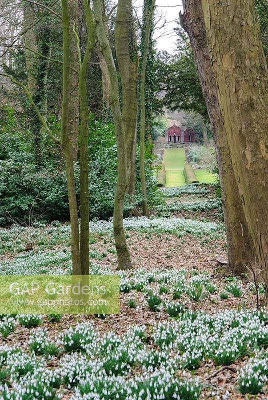 Snowdrop wood with view through to the garden and the Red House. Painswick Rococo Garden, Painswick, Glos, UK. 