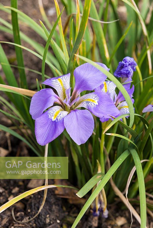 Iris unguicularis 'Mary Barnard' AGM