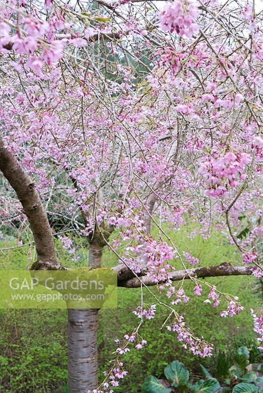Prunus pendula 'Pendula Rosea' - Drooping Rosebud Cherry