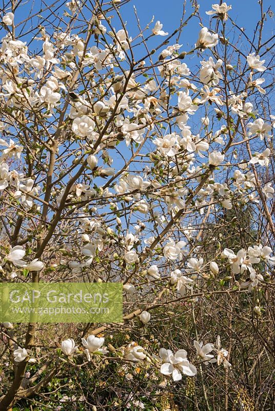 Magnolia stellata 'Norman Gould' 