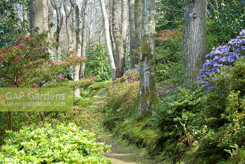 Mossy woodland pathway running below tall oaks and surrounded by mounds of azaleas coming into flower. Greencombe Garden, Porlock, Somerset, UK. 