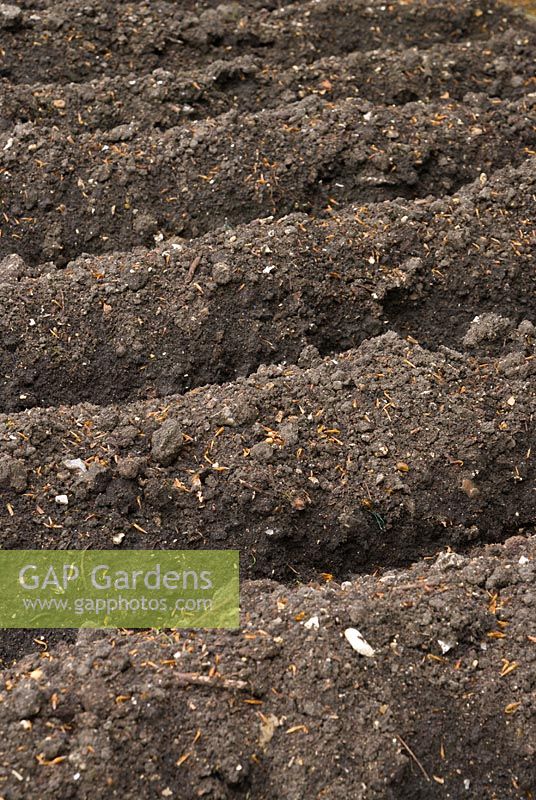 Mounded soil in vegetable patch