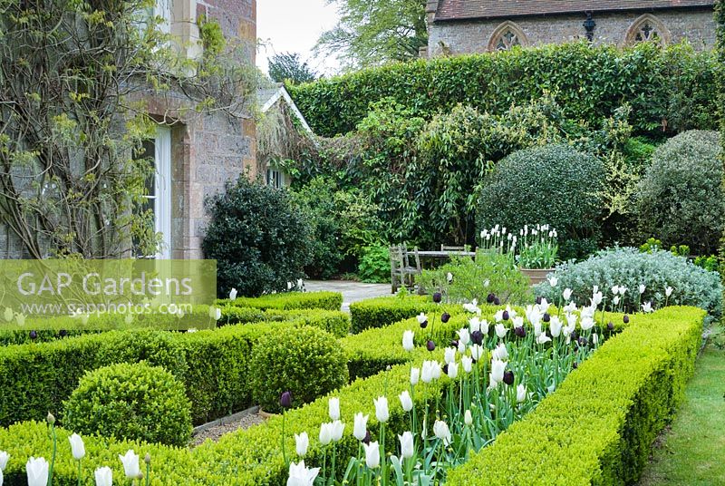 Box parterre with 'White Triumphator' and 'Queen of the Night' tulips. Dorset, UK