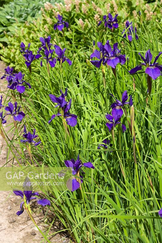 Iris sibirica 'Camberley'