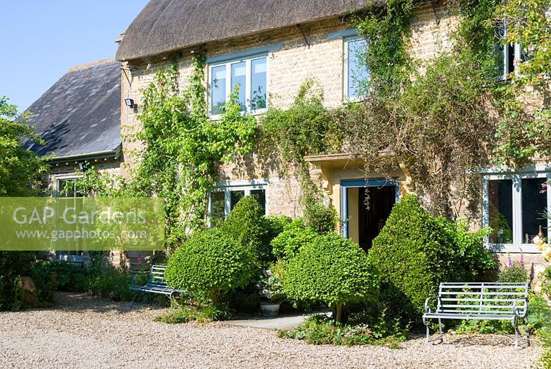 Farmhouse with clipped  Buxus, Choisya, Sarcococca and Pyracantha. Dorset, UK