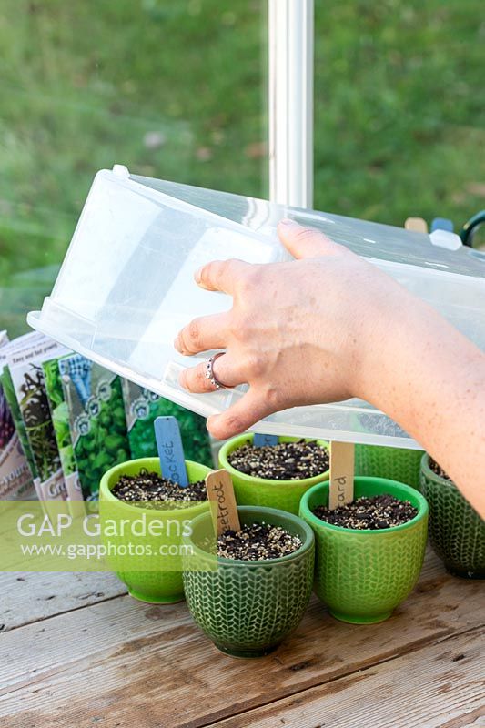 Covering miniature pots with plastic lid