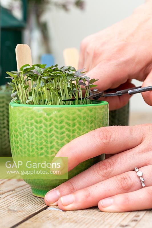 Cutting microgreens from miniature pots with scissors