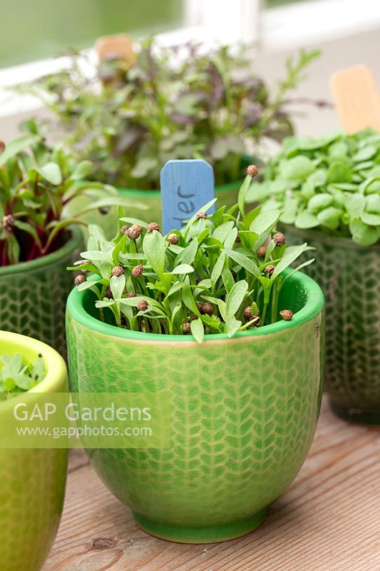 Coriander microgreens in glazed pot