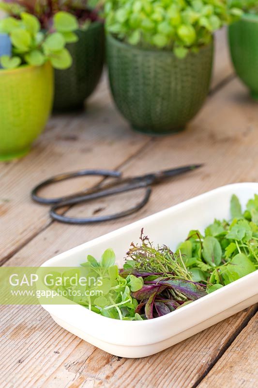 Cut microgreens coriander, basil, sorrel, beetroot and mixed salad leaves