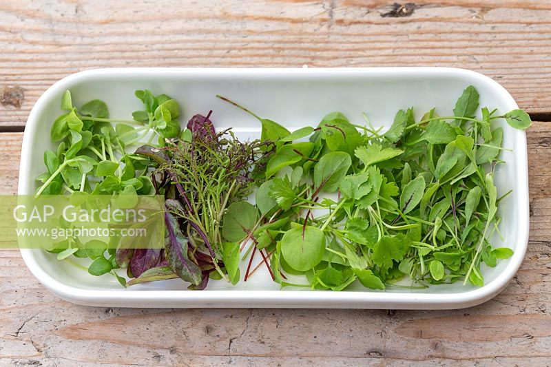 View of cut microgreens in white dish, including coriander, basil, sorrel, beetroot and mixed salad leaves.