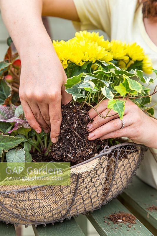 Woman adding a trailing variegated Ivy - Hedera - to basket. 