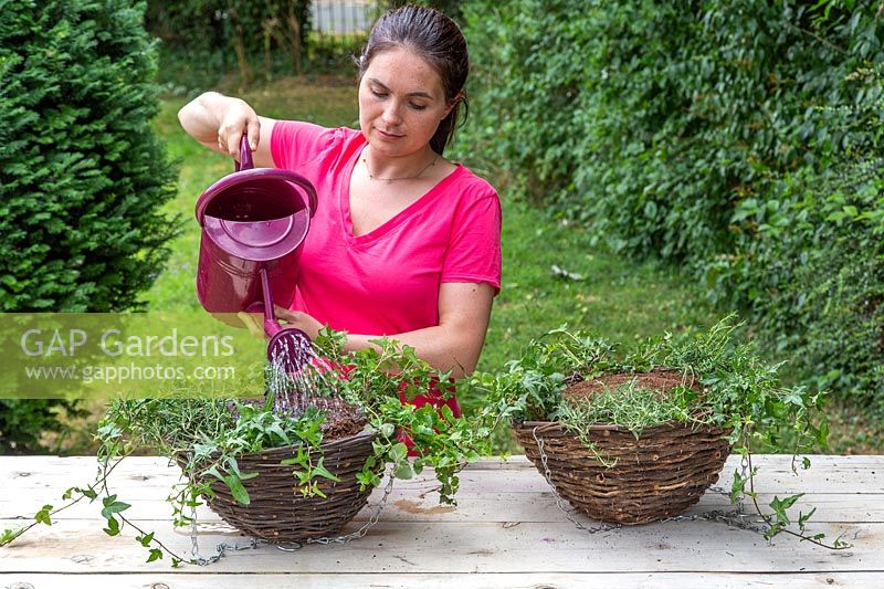 Watering plants in hanging basket with watering can