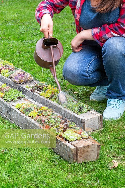 Watering succulent planters