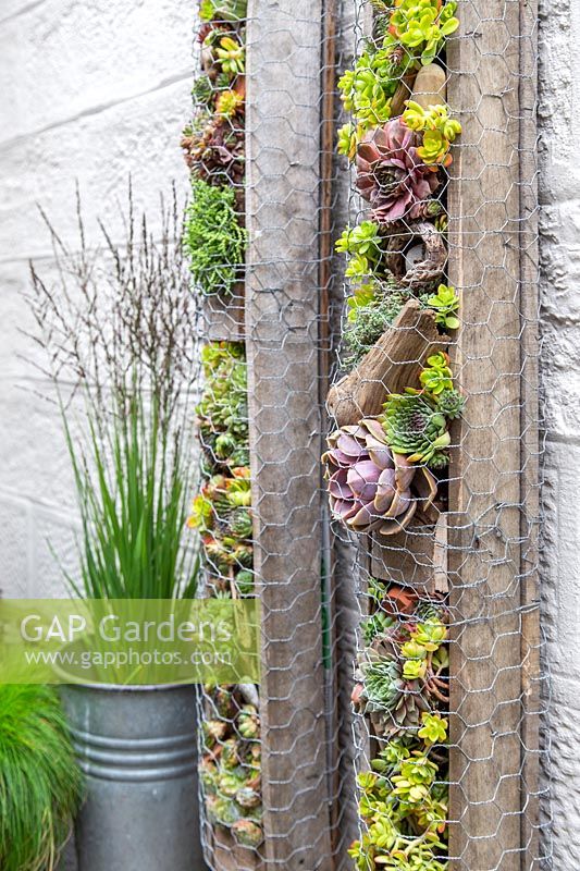Pallet planters with succulents on wall
