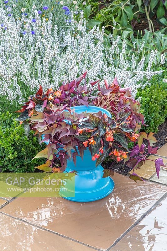 Bird bath with Begonia 'Fireworks' and Ipomoea