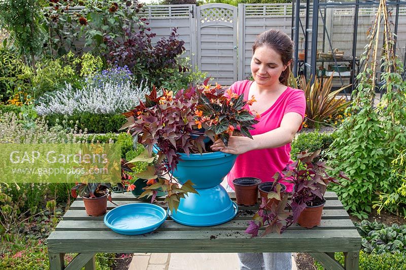 Planting Begonia 'Fireworks' and Ipomoea in bird bath