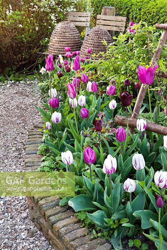 Spring bed of Tulipa 'Flaming Flag' and Tulipa 'Purple Flag' with beehives in background.