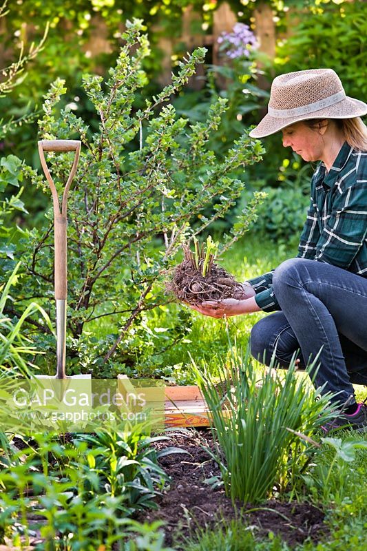 Woman planting dahlia tubers in flowerbed 