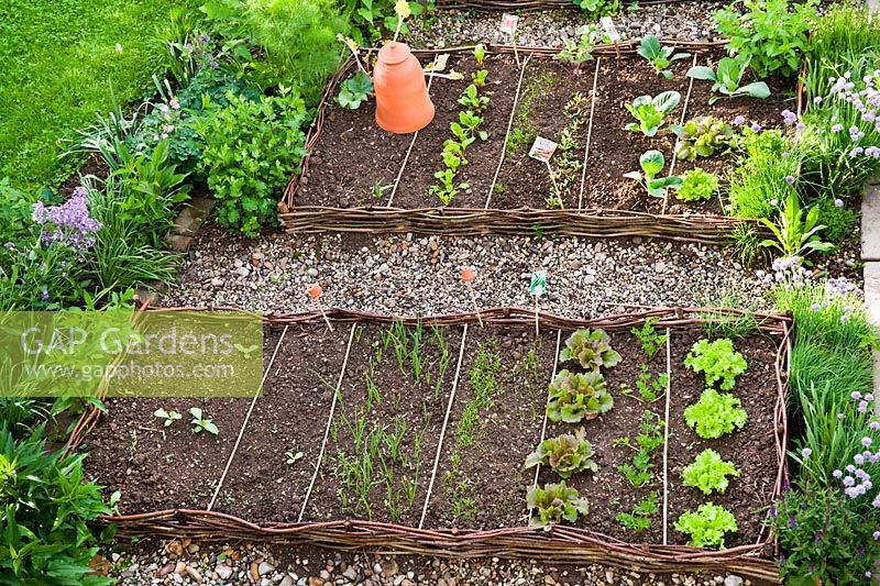 Vegetable garden with raised beds divided into sections and filled with young veg plants