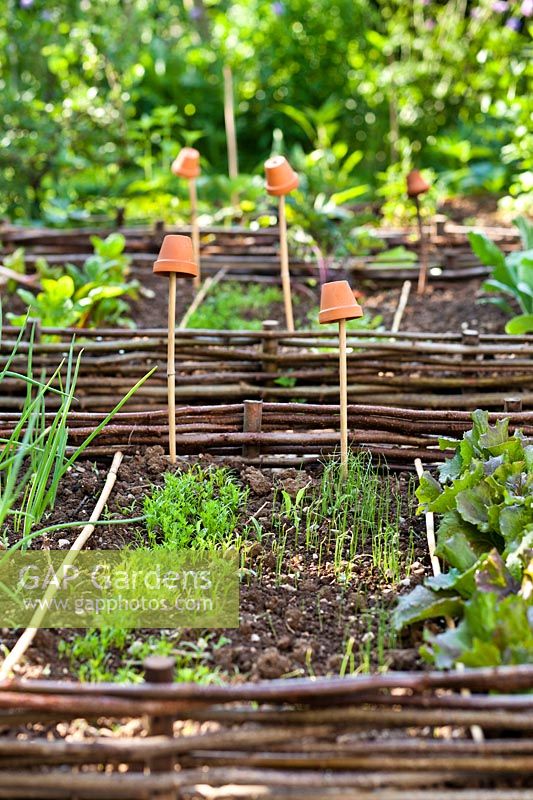 View across raised beds showing woven sides, beds filled with young veg plants such as: 
carrots, onions, welsh onions and lettuces   