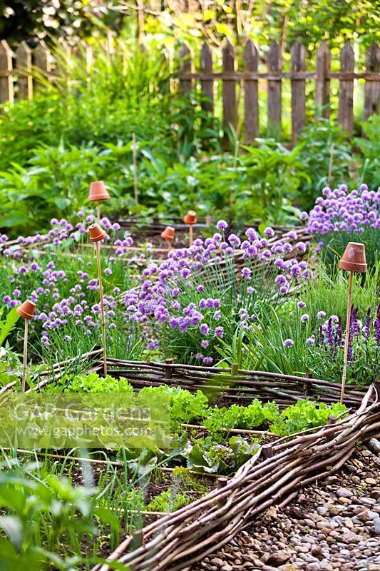 Potager-style garden with rows of vegetables in raised beds and herbs such as Allium - chives nearby
