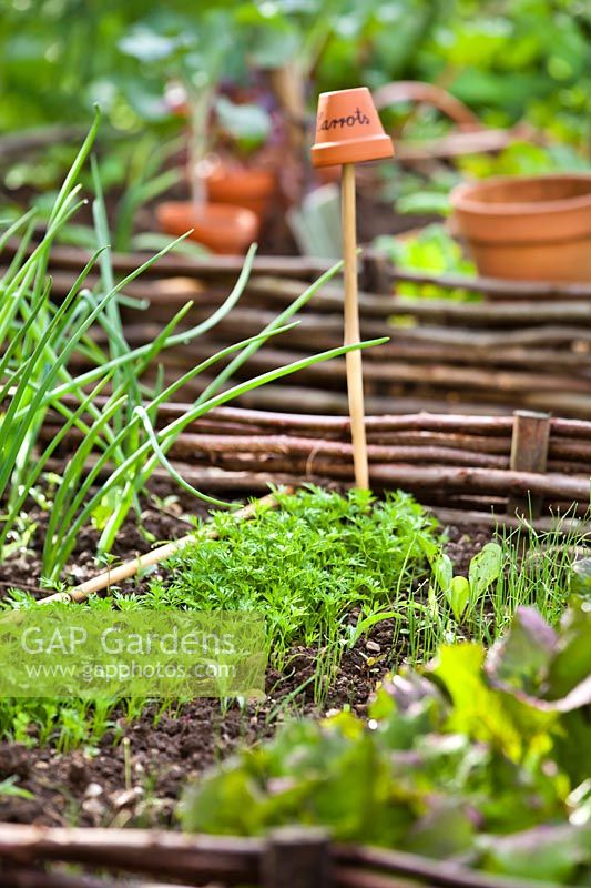 Young carrot plants in vegetable garden with terracotta pot label.