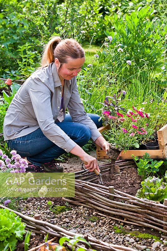Woman planting flowers - Tanacetum in vegetable bed