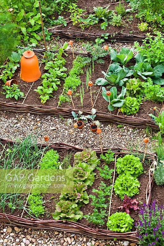 Mixed vegetable bed of cabbages, carrots, swiss chard, rhubarb, parsley, celery, onions and lemon mint