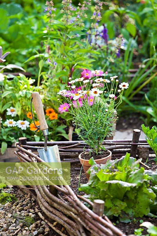 Planting flowers - Tanacetum in vegetable bed to attract bees and butterflies
