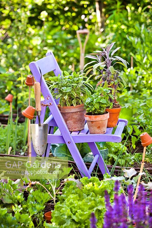 Herbs in pots on the chair: basil, purple sage and variegated sage