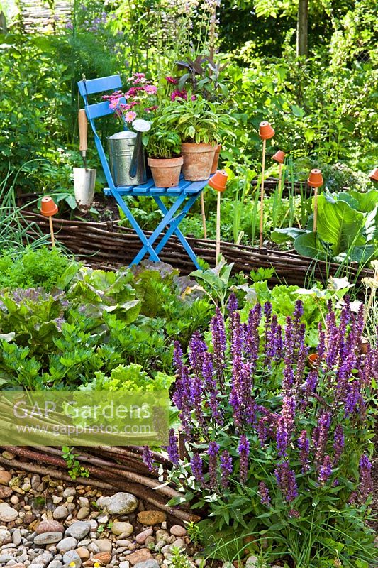 Herbs and flowers in pots on the chair: basil, purple sage and variegated sage,  Salvia nemorosa