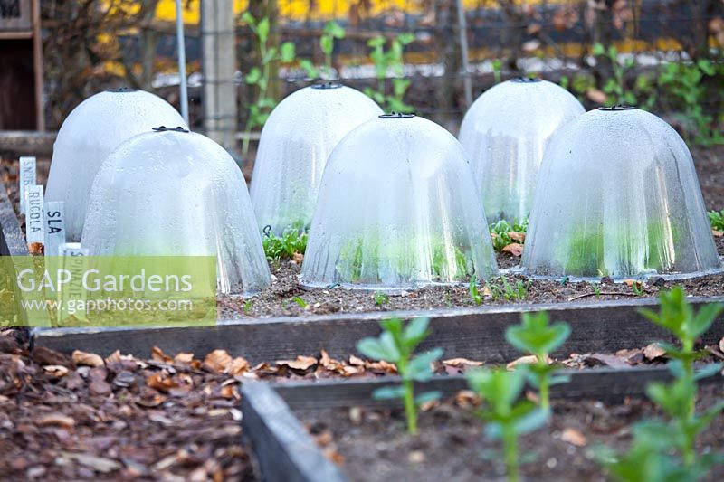 Lettuces under bell cloches. 
